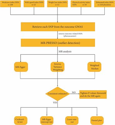 Association between physical frailty and cortical structure in middle-aged and elderly people: a Mendelian randomization study